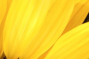 yellow flower A5