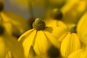 yellow flower backgrounds