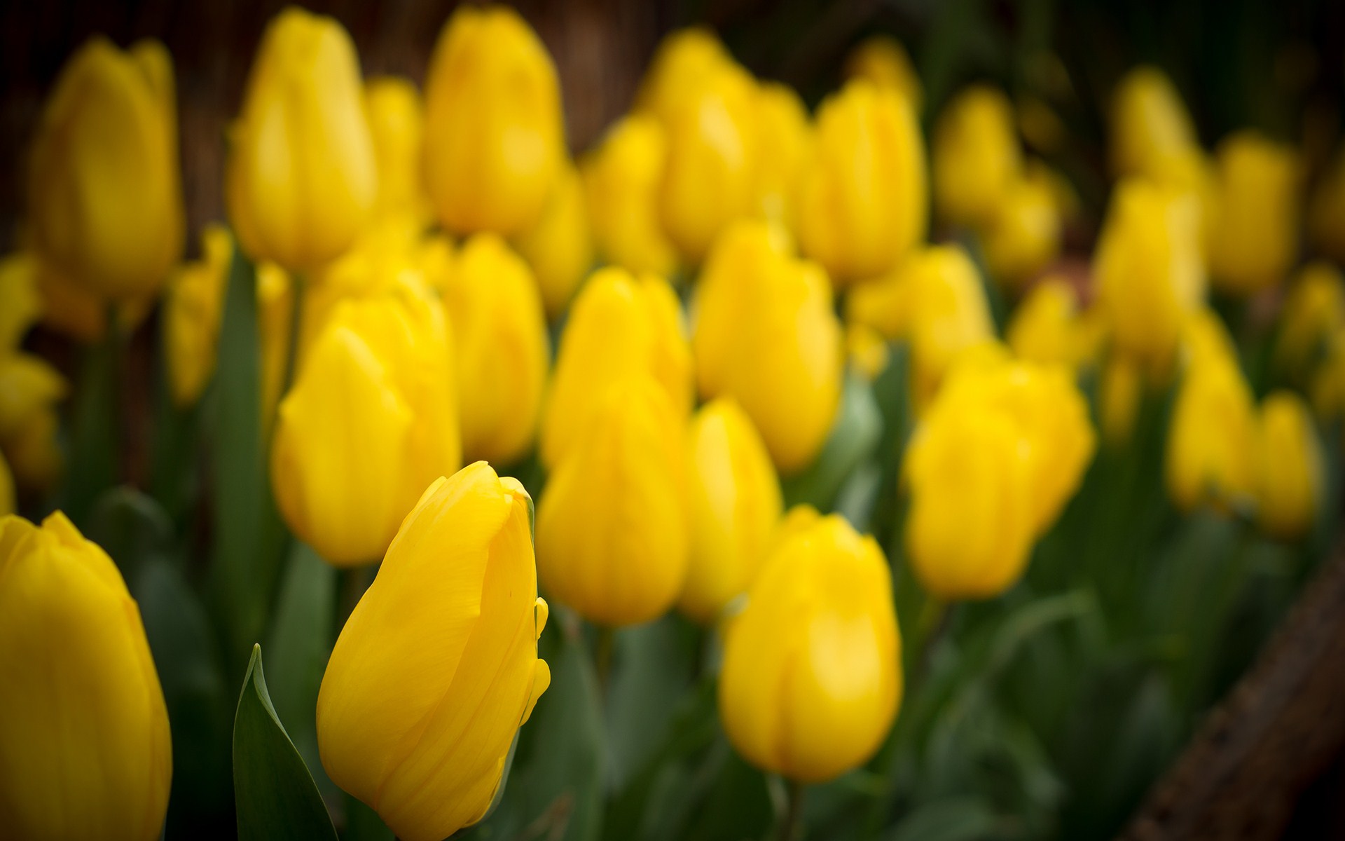 Yellow Flower Picture | Free Photograph | Photos Public Domain