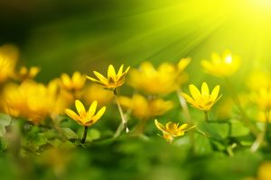 yellow flowers wallpaper background