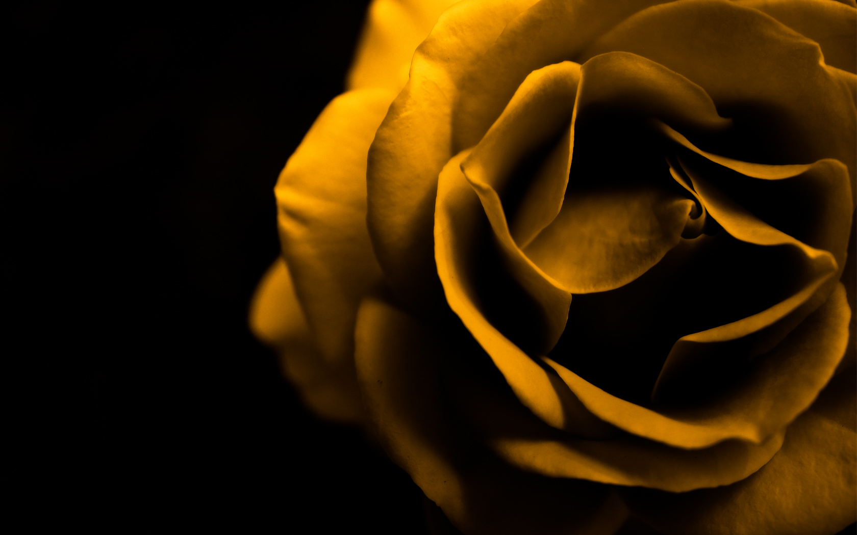 yellow rose wallpaper awesome