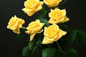 yellow rose wallpaper download
