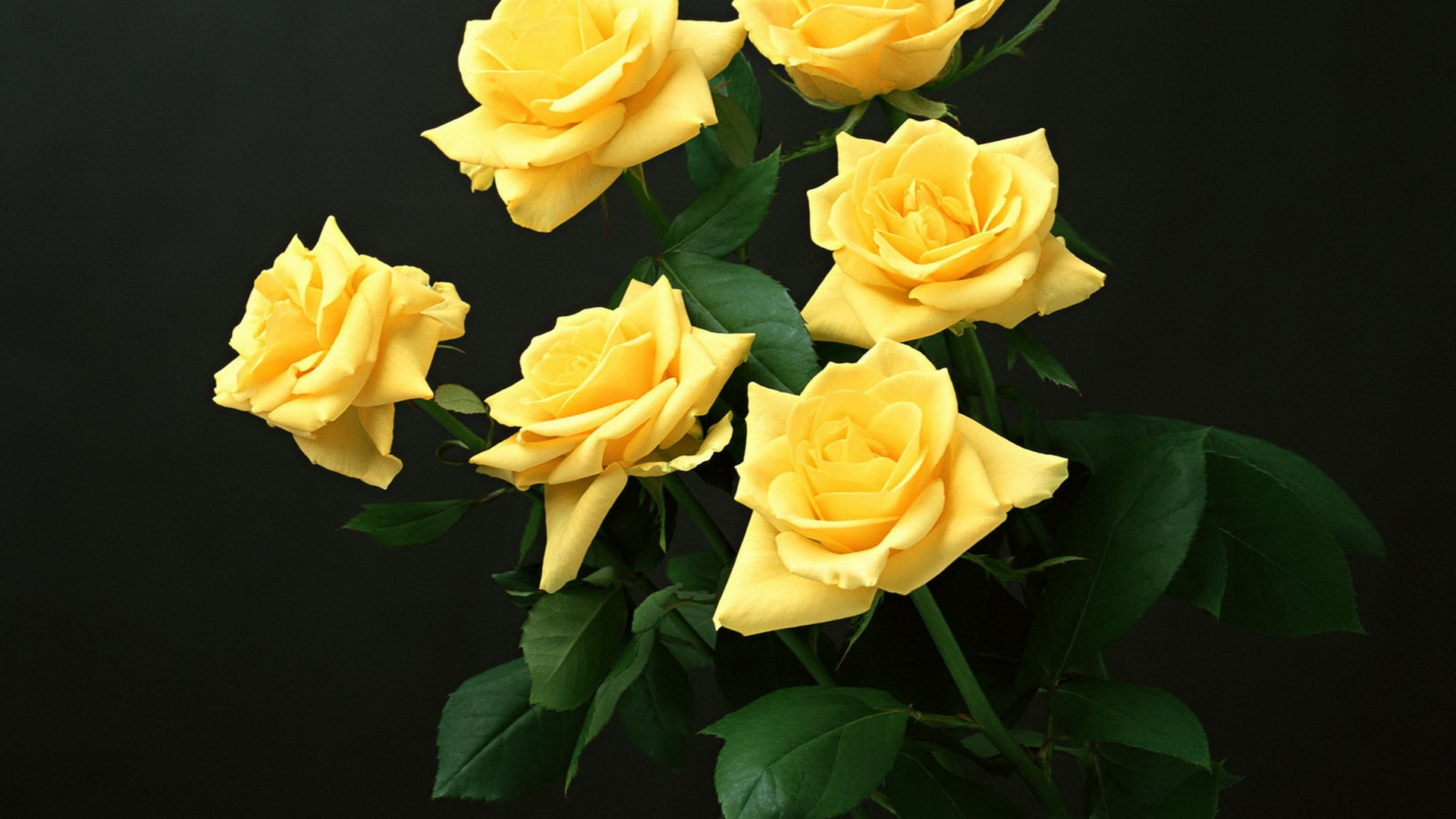 yellow rose wallpaper download