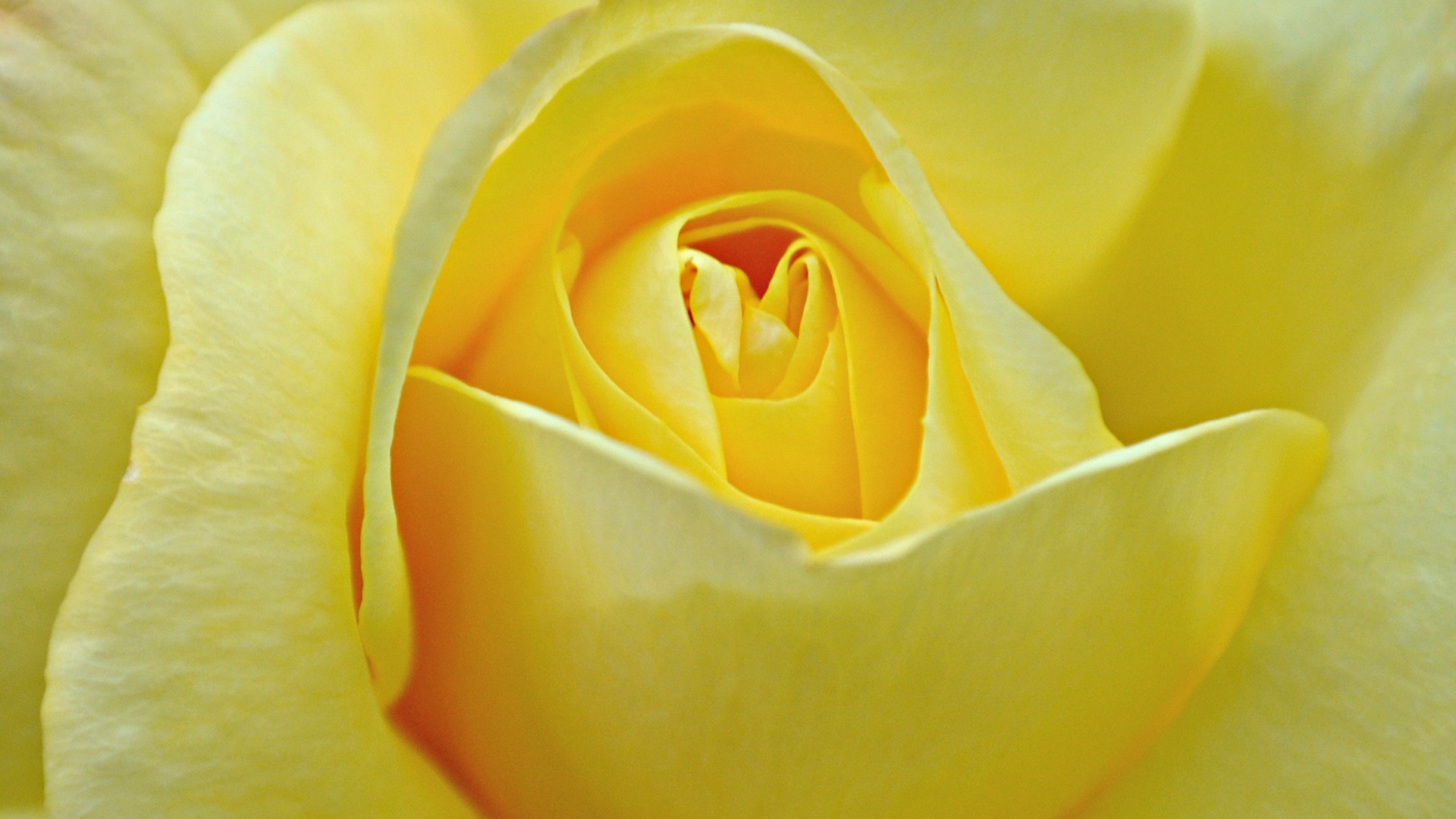 yellow rose wallpaper flower