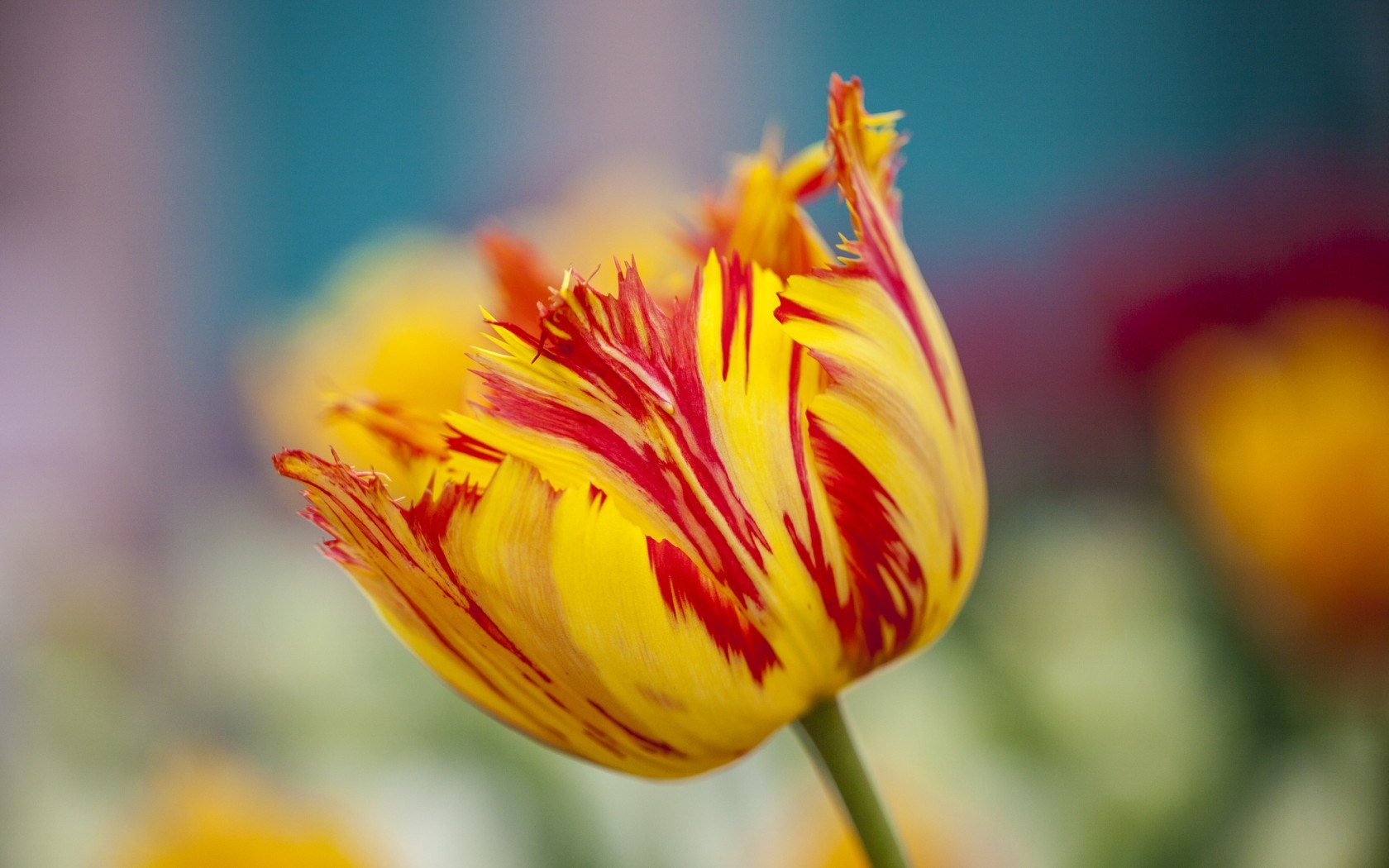 yellow tulip flower wallpaper