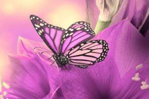 butterfly wallpapers hd 4k 19 scaled