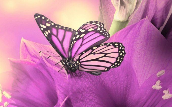 butterfly wallpapers hd 4k 19 scaled