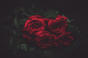 rose wallpapers hd 4k 6 scaled