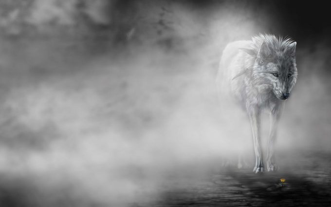 wolf wallpapers hd 4k 44 scaled