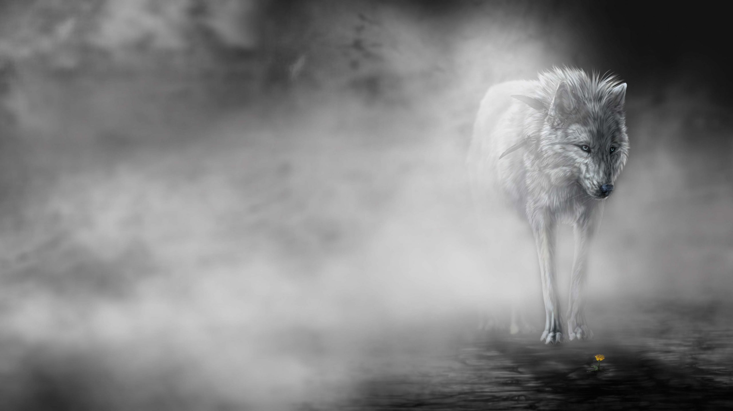 wolf wallpapers hd 4k 44 scaled
