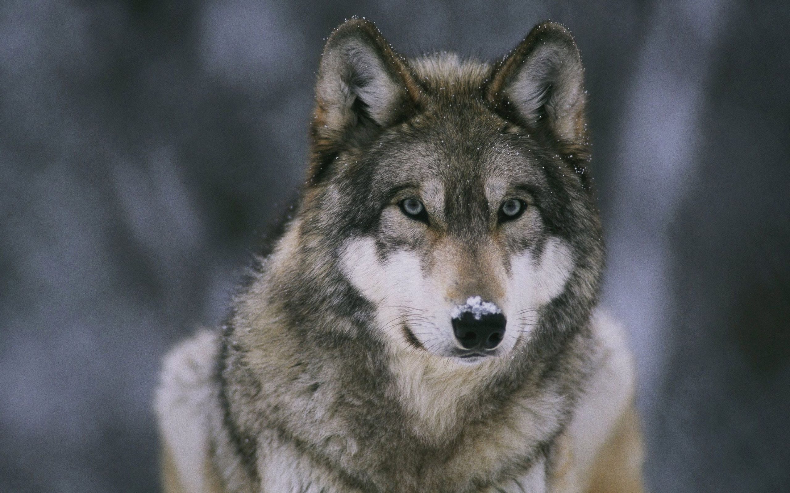 wolf wallpapers hd 4k 67 scaled